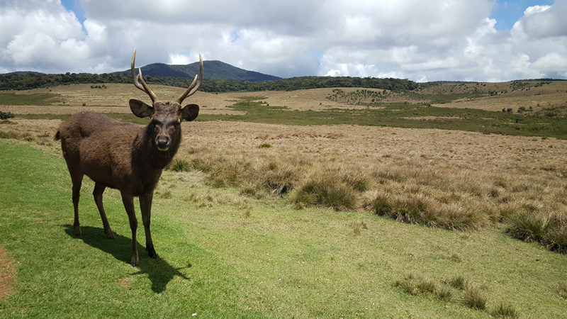 Horton Plains